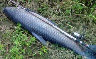 青鱼视频国产在线,国产在线影视盛宴，尽享视听盛宴